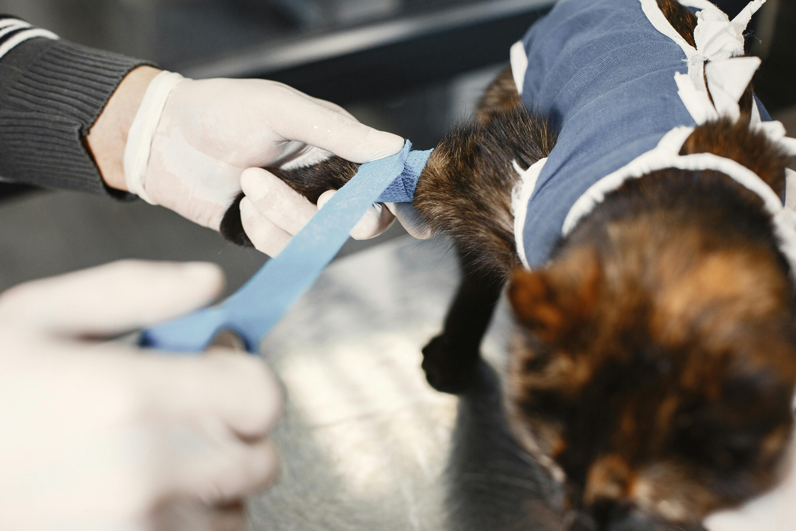 Vet Treating A Cat