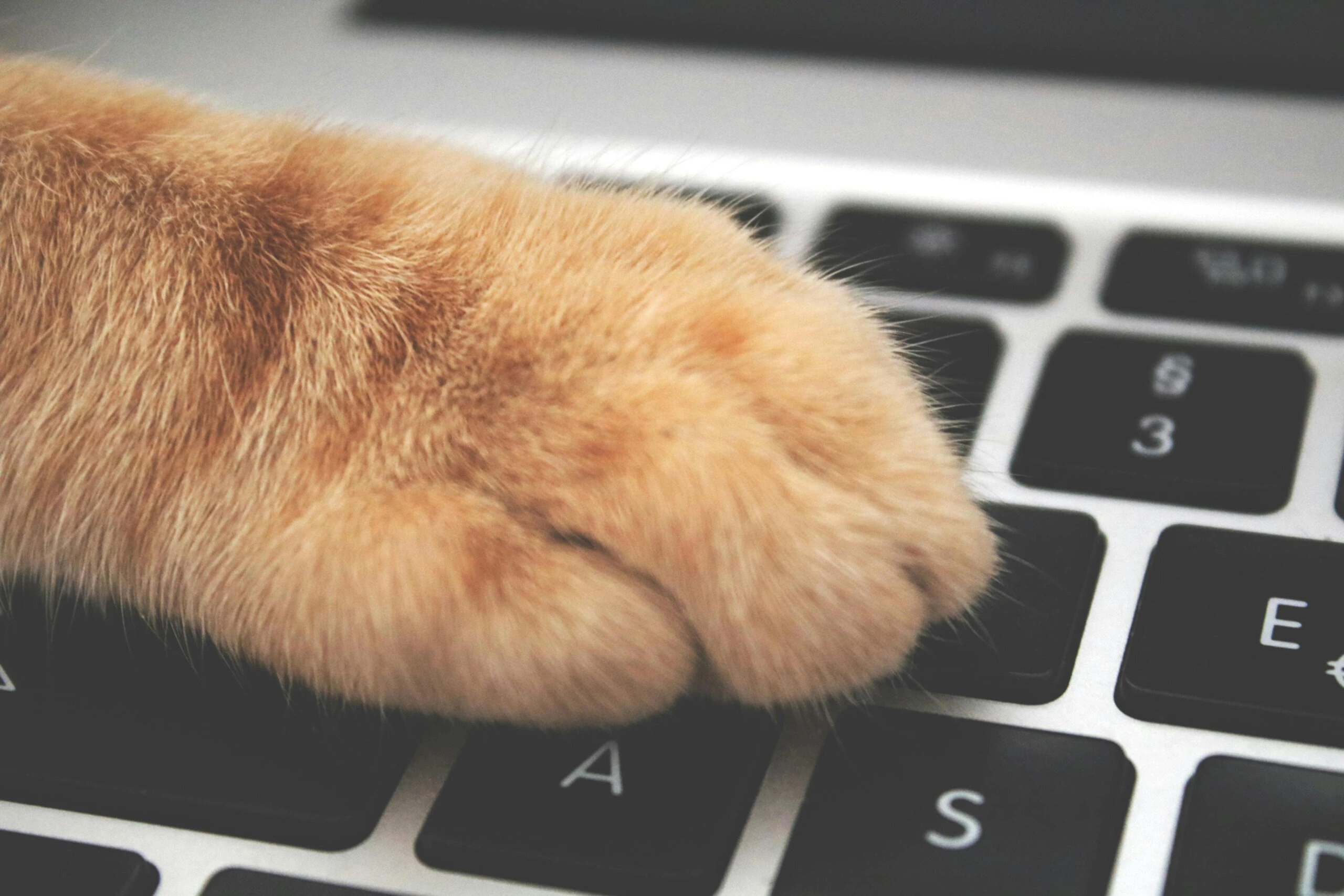 Cat's Paw On A Computer Keyboard