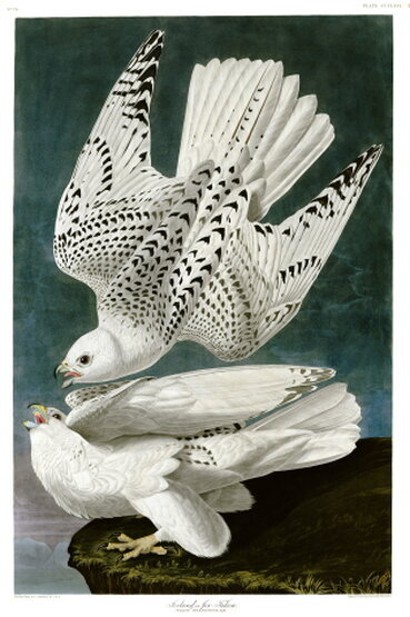 Gyrfalcons by John James Audubon